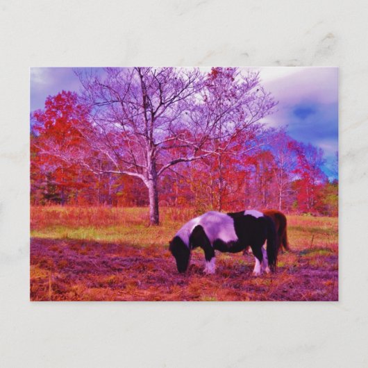PONY IN EEN RAINBOW gekleurd veld Briefkaart (Voorkant)