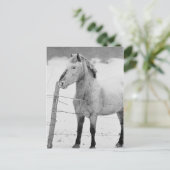 Pony in Snowstorm Briefkaart (Staand voorkant)