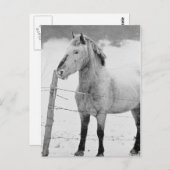 Pony in Snowstorm Briefkaart (Voorkant / Achterkant)