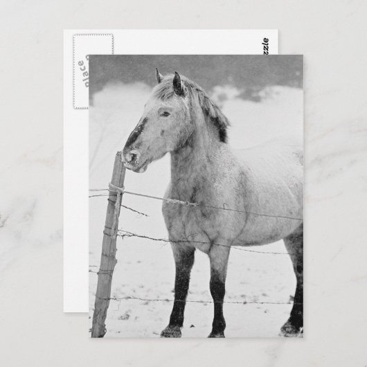 Pony in Snowstorm Briefkaart (Voorkant / Achterkant)