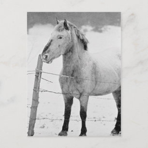 Pony in Snowstorm Briefkaart