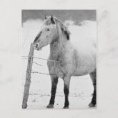 Pony in Snowstorm Briefkaart (Voorkant)