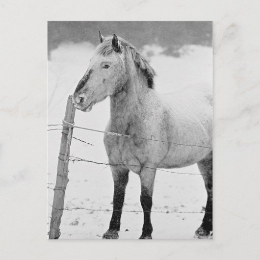 Pony in Snowstorm Briefkaart (Voorkant)