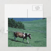 Pony in weide briefkaart (Voorkant / Achterkant)