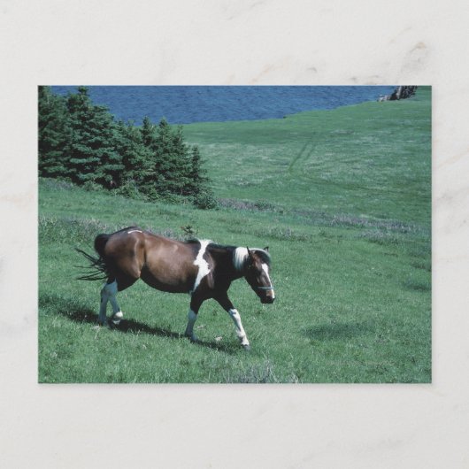 Pony in weide briefkaart (Voorkant)