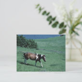 Pony in weide briefkaart (Staand voorkant)