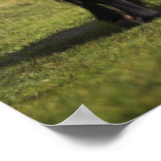 Pony Mare Feeding Foto poster print (Hoek)