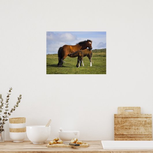 Pony Mare Feeding Foto poster print (Keuken)
