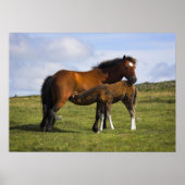 Pony Mare Feeding Foto poster print (Voorkant)
