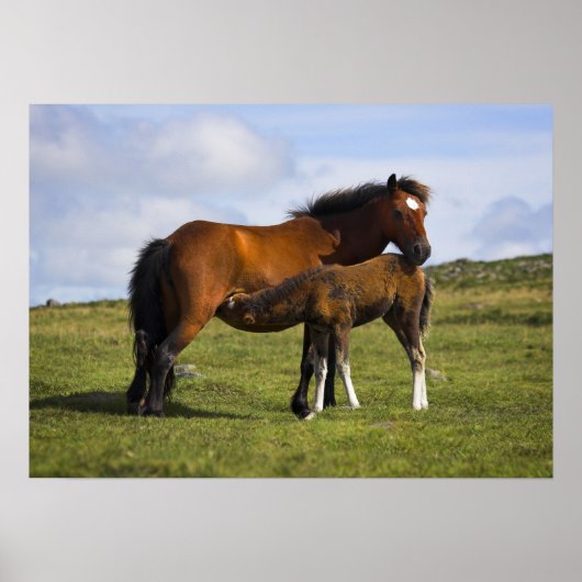 Pony Mare Feeding Foto poster print (Voorkant)