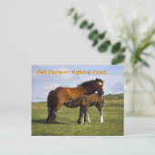 Pony Mare voedering briefkaart (Staand voorkant)