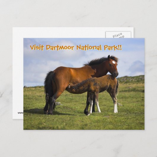 Pony Mare voedering briefkaart (Voorkant / Achterkant)