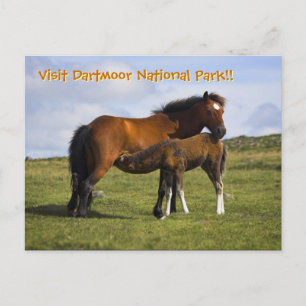Pony Mare voedering briefkaart