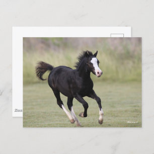 Pony met zwarte en witte roes briefkaart