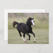 Pony met zwarte en witte roes briefkaart (Voorkant / Achterkant)