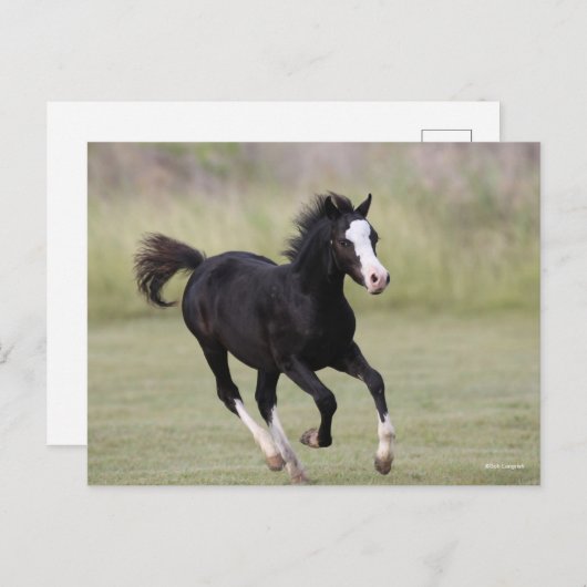 Pony met zwarte en witte roes briefkaart (Voorkant / Achterkant)