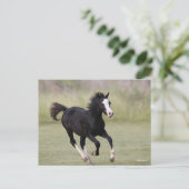 Pony met zwarte en witte roes briefkaart (Staand voorkant)