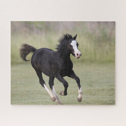 Pony met zwarte en witte roes legpuzzel (Horizontaal)