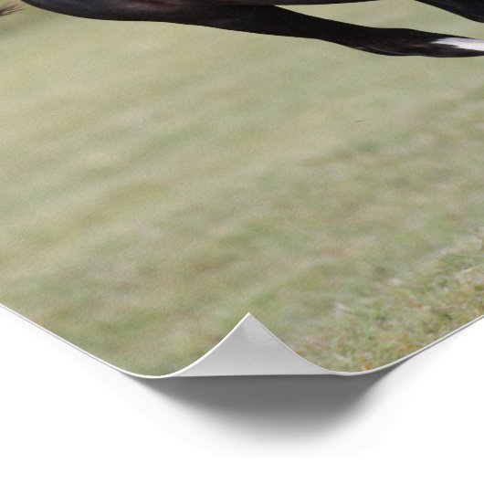 Pony met zwarte en witte roes poster (Hoek)