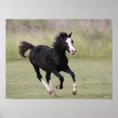 Pony met zwarte en witte roes poster (Voorkant)
