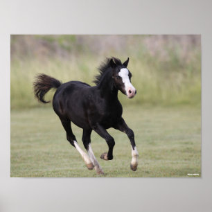 Pony met zwarte en witte roes poster