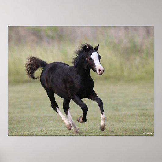 Pony met zwarte en witte roes poster (Voorkant)