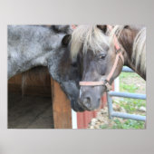 Pony Nuzzle Poster (Voorkant)