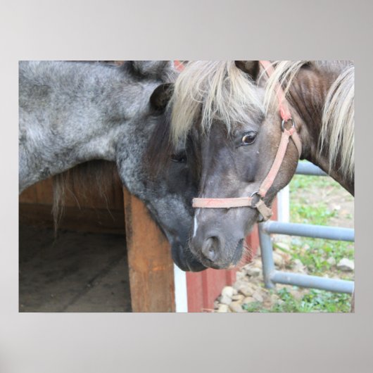 Pony Nuzzle Poster (Voorkant)