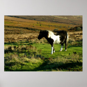 Pony op Dartmoor Poster