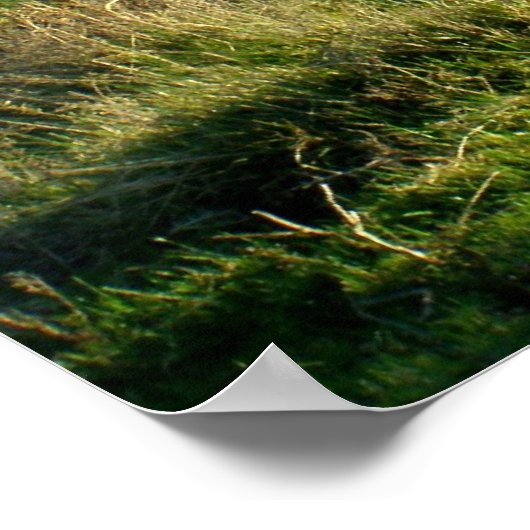 Pony op Dartmoor Poster (Hoek)