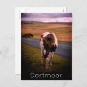 Pony op weg naar het nationaal park Dartmoor Feestdagenkaart (Voorkant / Achterkant)