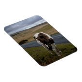 Pony op weg naar het nationaal park Dartmoor Magneet (Rechterzijde)