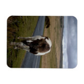 Pony op weg naar het nationaal park Dartmoor Magneet (Horizontaal)