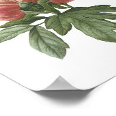pony (Paeonia sp.) van Redouté Poster (Hoek)