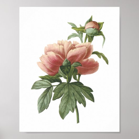 pony (Paeonia sp.) van Redouté Poster (Voorkant)