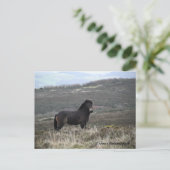 Pony Photo Exmoor National Park Briefkaart (Staand voorkant)