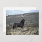 Pony Photo Exmoor National Park Briefkaart (Voorkant / Achterkant)