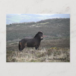 Pony Photo Exmoor National Park Briefkaart