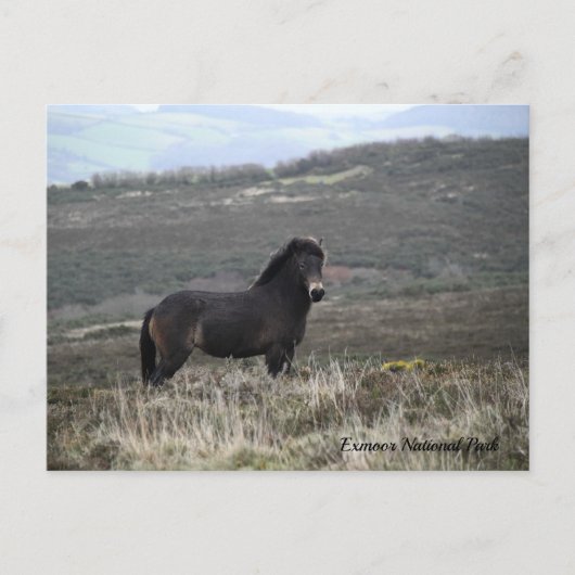 Pony Photo Exmoor National Park Briefkaart (Voorkant)