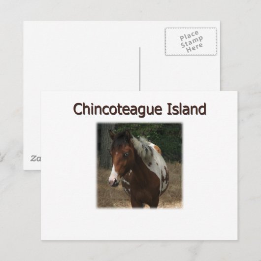 Pony Stallion Chincoteague Briefkaart (Voorkant / Achterkant)