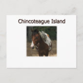 Pony Stallion Chincoteague Briefkaart (Voorkant)