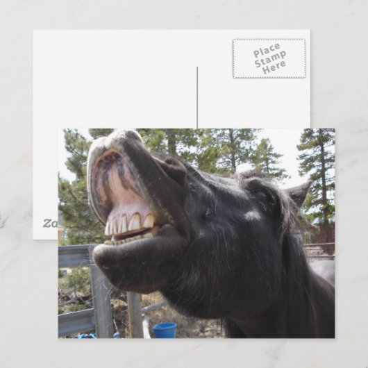 Pony Talk Briefkaart (Voorkant / Achterkant)