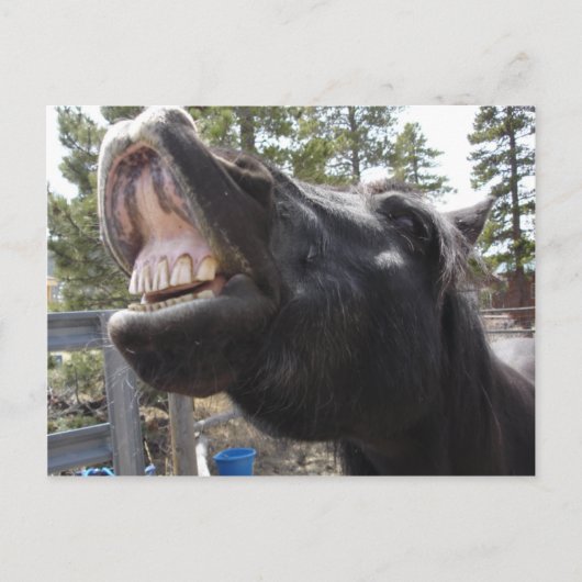 Pony Talk Briefkaart (Voorkant)