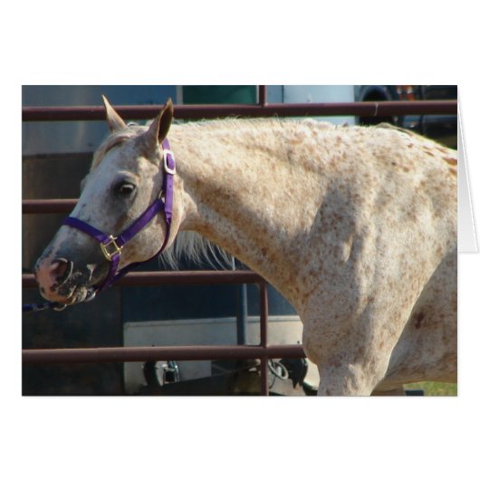 Pony van Amerika (Voorkant Horizontaal)