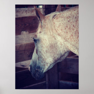 Pony van Amerika in de Stall Poster