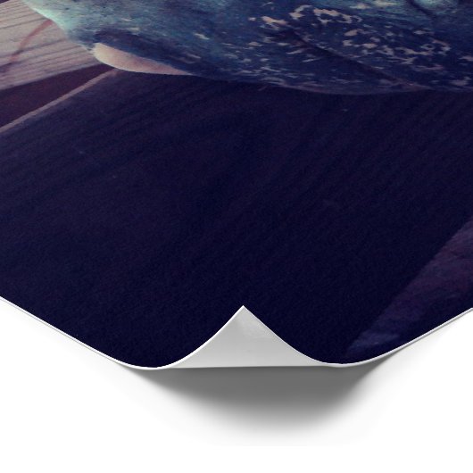 Pony van Amerika in de Stall Poster (Hoek)