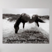 Pony van Chincoteague Poster (Voorkant)