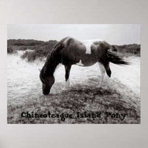 Pony van Chincoteague Poster