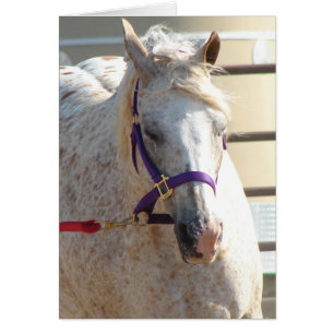 Pony van Noord- en Zuid-Amerika op Lunge-Line