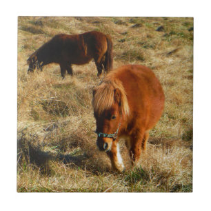 pony's van miniatuur tegeltje